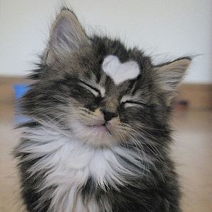 Meet your Posher, Shae